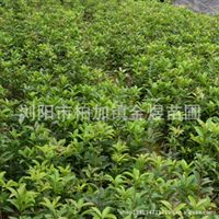 桂花 香樟 造型羅漢松 造型榆樹古樁 法國冬青 茶花 龜甲冬青 茶梅 紅豆杉 造型紅繼木古樁 紅葉石楠 欒樹 紅楓古樁 廣玉蘭 楊梅 紫薇 銀杏 月季 杜鵑 金葉女貞湖南