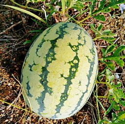 這 是 一 篇 自 帶 香 氣 的 推 文