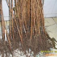 出售苗木 承接園林綠化 黃楊球 紫薇 紫葉李 垂柳 金桂 梅花 櫻花 欒樹 合歡 石榴 松柏江蘇張中華產品供應第32頁