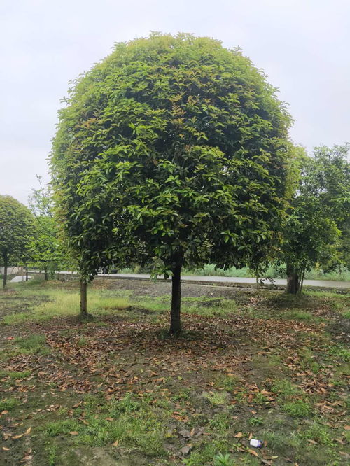 【桂花樹高分支,高度220公分,分支點1.4-1.7米】- 