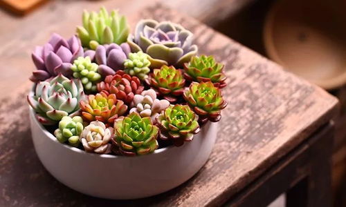 2月1日樂清晨沐廣場首屆名特優(yōu)農(nóng)產(chǎn)品迎新春博覽會等你來嗨購