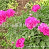 側(cè)柏 油松 櫻花 紅葉李 玉蘭 雪松 龍柏 冬青黃楊 金葉女貞 紅葉小檗 女貞 小葉黃楊 連翹 七葉樹 草坪 銀杏 桂花 高山 藍天竹 云杉陜西 西安胡鋼產(chǎn)品供應(yīng)第