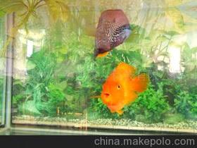 【熱帶淡水魚圖片】_熱帶淡水魚圖片價格_熱帶淡水魚圖片批發(fā)_熱帶淡水魚圖片