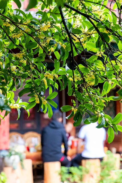 卓瑪途旅 飄香300年 麗江的秋韻被這棵桂樹獨占一半