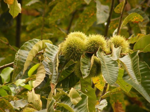 中國長壽之鄉(xiāng)廣西河池特色農(nóng)產(chǎn)品 桂西北甜栗