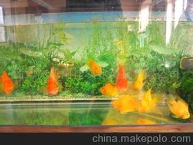 【熱帶淡水魚圖片】_熱帶淡水魚圖片價格_熱帶淡水魚圖片批發(fā)_熱帶淡水魚圖片