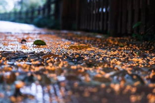 一到秋天,杭州又美成了臨安