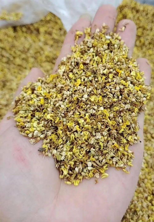 我們北方人一點也不羨慕南方的桂花,真的