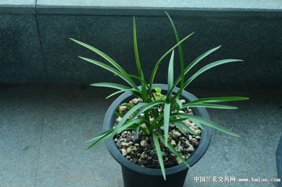 蘭桂齊芳:遷公荷反季節開品