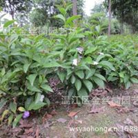 溫江區金絲楠園藝場信息盡在農苗網 第1頁
