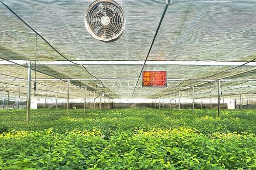 抱團參展,建示范茶園,設展銷中心 湖北茶為何青睞迪拜