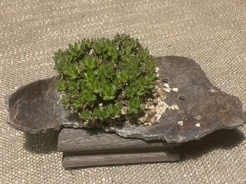 農村瓦房上的 雜草 ,蘊含毒性生命力強,卻有人靠它悶聲發大財