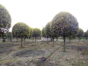 【12公分桂花-成都桂花基地-精修剪樹形】- 