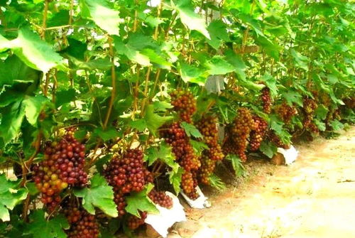 國字號 農產品,我市又添 三成員