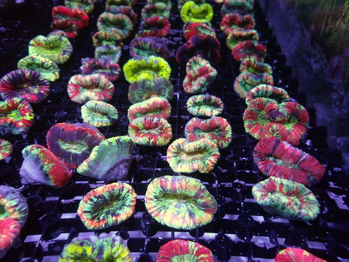 最新客服返圖,感謝您對stg的信任 認證商家 cmf海水論壇 powered discuz