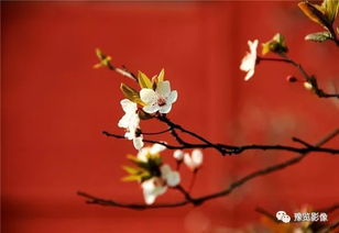 哪一幅作品,是你夢中的 詩畫春天 3