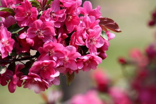 菏澤 牡丹機場建成后,或成觀光地