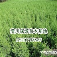 桂花 丹桂 四季桂 紫薇 大葉女貞河南 信陽潢川縣繼紅花木種植專業合作社產品供應第1頁