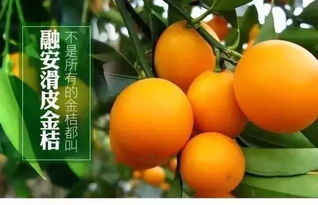 融安仙草堂 大洲島 金桔園一日游 報名就贈送滑皮金桔 位子有限 趕快來