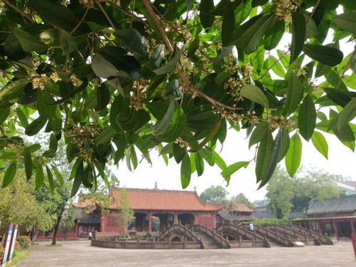 這是一條帶香味的推送 用你的眼睛來聞