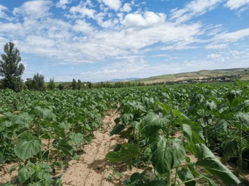 融合黨建 翁旗毛山東鄉黨建融合引領百姓走上增收致富路