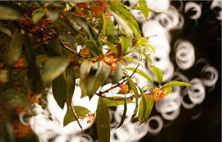 桂香滿城,這才是昆明秋天應有的樣子