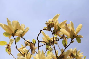 花木科大 陽春四月,滿井花開,共沐美好年華