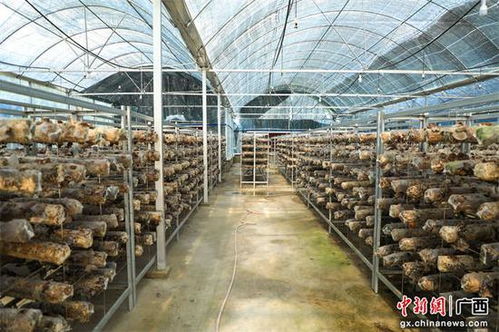 廣西金秀打造 我在廣西有個園 共建宜居宜業(yè)和美鄉(xiāng)村