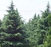 雪松苗木網(wǎng)有為苗圃場直銷各種規(guī)格的雪松蜀檜 廣紅白玉蘭,龍柏