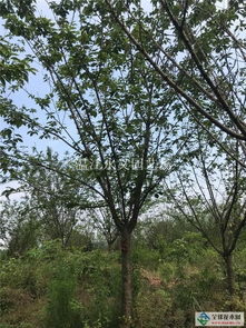 成都櫻花 成都日本晚櫻 成都櫻花基地緊急供應(yīng)12日本晚櫻7分苗價格900元供應(yīng) 精品桂花, 高桿桂花, 地籠桂 ,高桿百日紅紫薇,叢生紫薇,紫薇花瓶,紫薇炎黃瓶,紫薇涼亭