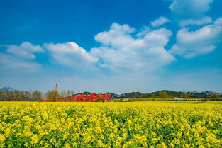 油菜花海迎來盛花期網(wǎng)紅景區(qū)萬人賞花