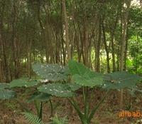 銀杏 桂花 天竺桂 藍(lán)花楹 羅漢松 紫薇 丹桂 四季桂 香樟 茶花 小葉榕 紅楓 重陽木 杜英 秋楓 竹柏 火力楠 紅豆杉 小葉欖仁 羊蹄甲趙祖輝產(chǎn)品供應(yīng)第13頁