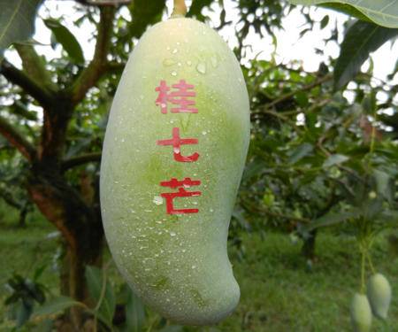 家庭裝 百色芒果 田東香芒 桂七芒 10kg 優(yōu)等果 區(qū)內(nèi)銷售圖片大全 郵樂官方網(wǎng)站