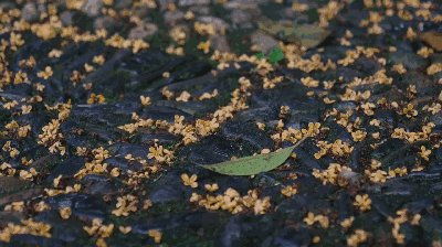心情花園 初秋時節(jié)應(yīng)該如何養(yǎng)生