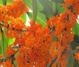 供應(yīng)高分枝精品丹桂馥桂