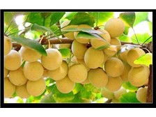 桂林森泉園林綠化產(chǎn)品展示