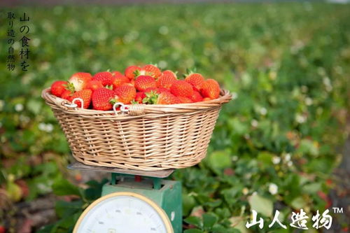 山人造物精品水果來(lái)冰城啦 丹東大草莓 奇異果 沐光橙.....首購(gòu)立減10元