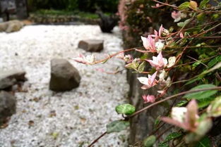 枕著桂花香而眠,在國(guó)色天香間與山水為伴