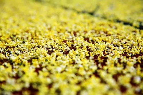 不可錯(cuò)過(guò)的秋意 走,到咸寧沐桂花雨 賞桂花詩(shī)