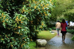 意法分享丨新西湖十景你可知 來(lái)杭州不要錯(cuò)過(guò)喲