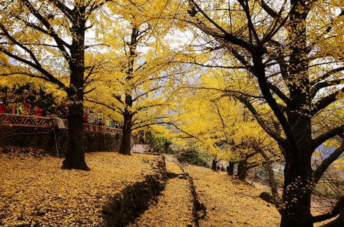 約會(huì)艷遇爬山訪(fǎng)古 桂林風(fēng)光十宗 最