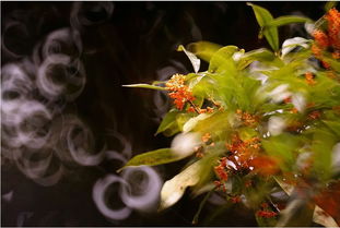 桂香滿(mǎn)城,這才是昆明秋天應(yīng)有的樣子