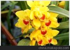 【我公司長(zhǎng)期穩(wěn)定供應(yīng)大量蘭花成苗】?jī)r(jià)格,廠(chǎng)家,圖片,室內(nèi)觀花植物,淄博沐風(fēng)蘭桂農(nóng)業(yè)科技-