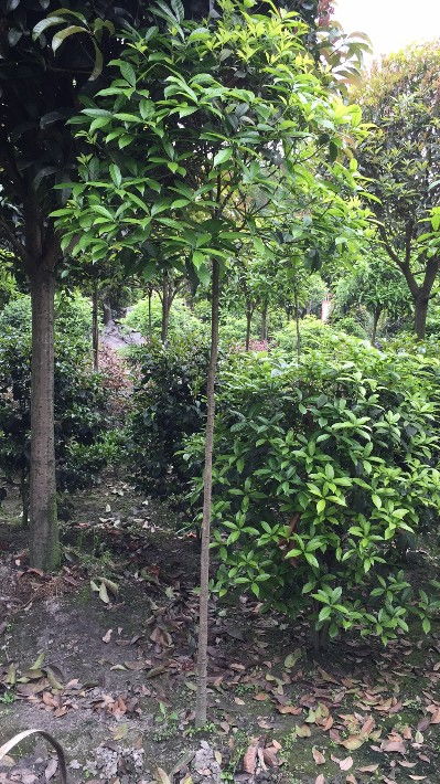 【綠化工程苗基地批發價出售】- 