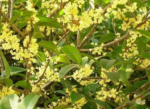 杜沐 我是遵義娃 作詞 周金剛,作曲 佘顯錄