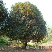 丹桂 金桂 銀桂 四季桂福建黃文武產品供應第3頁