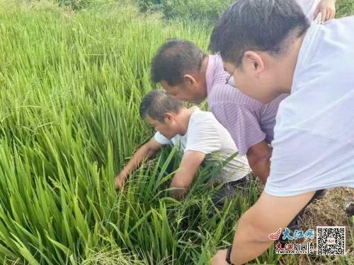 人保財險樂安支公司 農業專家下田間 圖