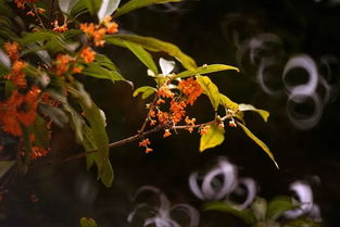 十里桂花香 八月黑龍潭公園已花香滿園