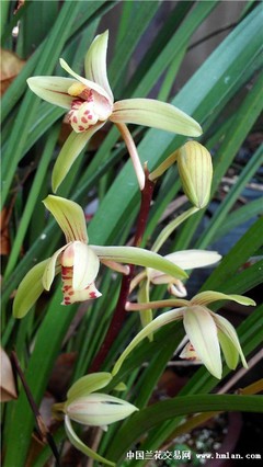 秋高氣爽,蘭桂齊芳