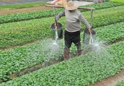 寒潮來襲,菜價翻倍上漲吃不起,或許是時候接受社區團購了